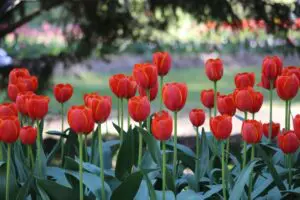 Tulips blooms