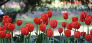 tulips Bloom 2